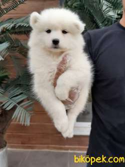 MUKEMMEL SAMOYED YAVRULARIMIZ 4