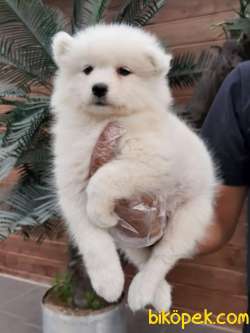 MUKEMMEL SAMOYED YAVRULARIMIZ 3