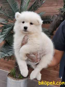 MUKEMMEL SAMOYED YAVRULARIMIZ