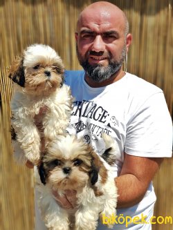 MÜKEMMEL SHİH TZU YAVRU 5