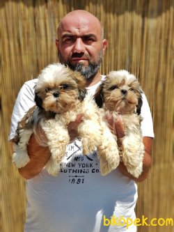 MÜKEMMEL SHİH TZU YAVRU 4