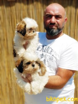 MÜKEMMEL SHİH TZU YAVRU 2