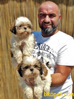 MÜKEMMEL SHİH TZU YAVRU 1
