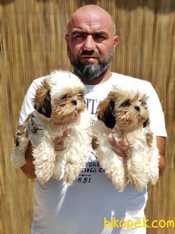 MÜKEMMEL SHİH TZU YAVRU 3