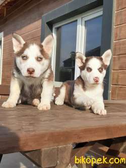 MÜKEMMEL SİBİRYA HUSKY YAVRULARI 4