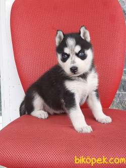 MUKEMMEL SİBİRYA HUSKY YAVRULARI 4