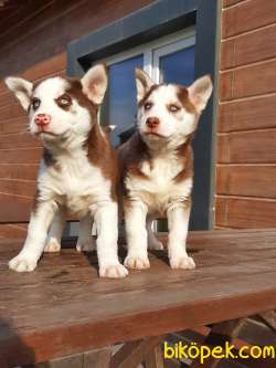 MUKEMMEL Sıbırya Kurdu Husky Yavruları 2