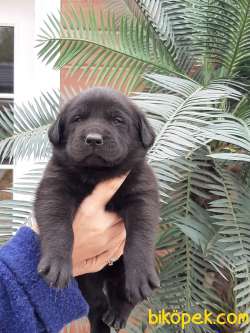 MUKEMMEL SİYAH LABRADOR RETRIEVER YAVRULARI 2