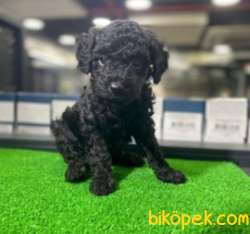 Mükemmel Tatlılıkta BLACK TOYPOODLE Yavrum 1