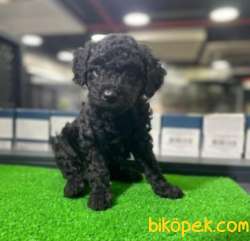 Mükemmel Tatlılıkta BLACK TOYPOODLE Yavrum 2