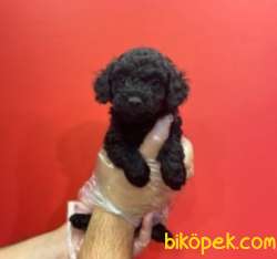 Mükemmel Tatlılıkta BLACK TOYPOODLE Yavrum 3