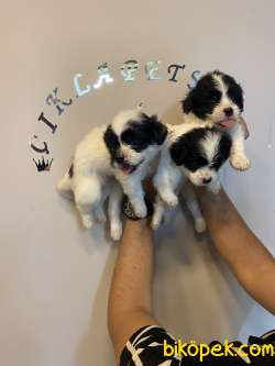 Mükemmel Terrier Bebeklerimiz Sizleri Bekliyor 2