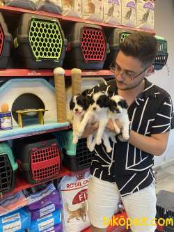 Mükemmel Terrier Bebeklerimiz Sizleri Bekliyor 4