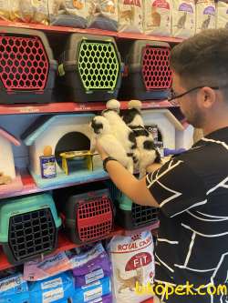 Mükemmel Terrier Bebeklerimiz Sizleri Bekliyor 1