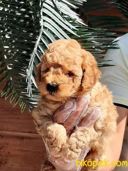 MUKEMMEL TOY POODLE YAVRULARI 5