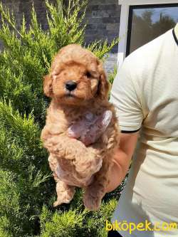 MUKEMMEL TOY POODLE YAVRULARI 4