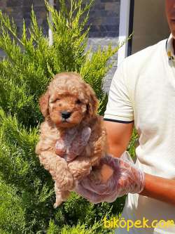 MUKEMMEL TOY POODLE YAVRULARI 2