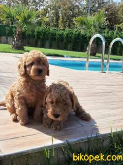 SAFKAN MUKEMMEL KALITEDE TOY POODLE YAVRULARI 2