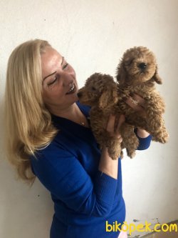 Mükemmel Toy Poodle Yavrularımız 2
