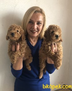 Mükemmel Toy Poodle Yavrularımız 3