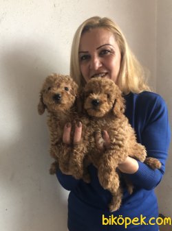 Mükemmel Toy Poodle Yavrularımız 4