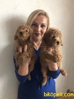 Mükemmel Toy Poodle Yavrularımız 1