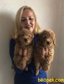 Mükemmel Toy Poodle Yavrularımız 5