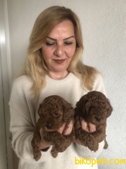 Mükemmel Toy Poodle Yavrularımız 2