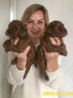 Mükemmel Toy Poodle Yavrularımız 5