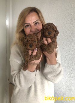 Mükemmel Toy Poodle Yavrularımız 1