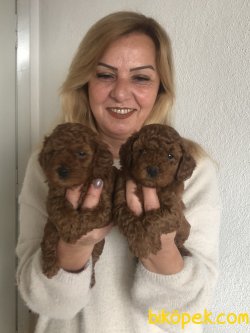 Mükemmel Toy Poodle Yavrularımız 3