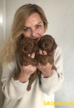 Mükemmel Toy Poodle Yavrularımız 4
