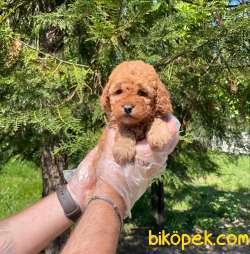 MÜKEMMEL TOY POODLE YAVRULARIMIZ