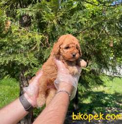 MÜKEMMEL TOY POODLE YAVRULARIMIZ 3