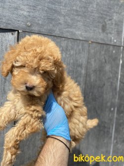 PASAPORTLU TOY POODLE YAVRUMUZ 2