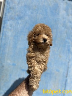 PASAPORTLU TOY POODLE YAVRUMUZ 3