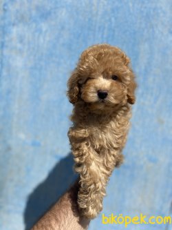 PASAPORTLU TOY POODLE YAVRUMUZ 1
