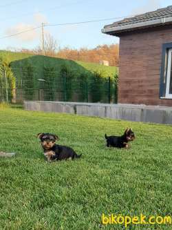 MUKEMMEL YORKSHIRE TERRIER YAVRULARI 3