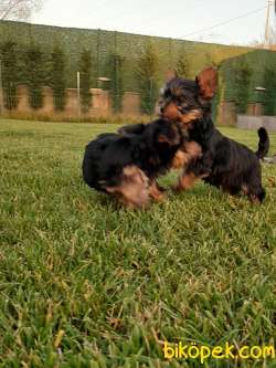 MUKEMMEL YORKSHIRE TERRIER YAVRULARI 4
