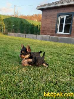 MUKEMMEL YORKSHIRE TERRIER YAVRULARI 2