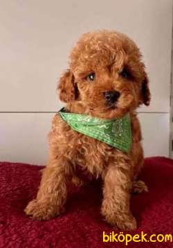 Mükemmelliğin Adresi Toy Poodle 2