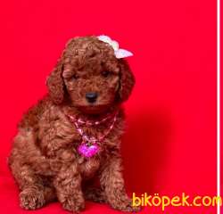 Mükemmelliğin Adresi Toy Poodle 1