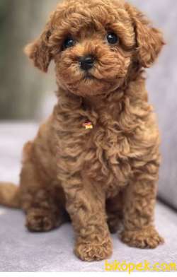 Mükemmelliğin Adresi Toy Poodle 3