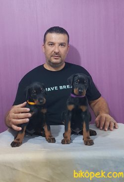 Mükkemmel Doberman Yavrular 2