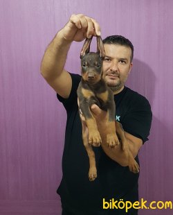 Mükkemmel Doberman Yavrular 3