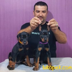 Mükkemmel Doberman Yavrular 1