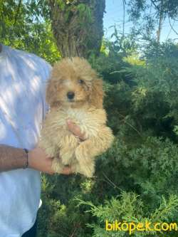 MÜTHİŞ KALİTE POODLE TOY YAVRULARIMIZZ 1
