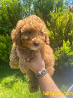 MÜTHİŞ KALİTE POODLE TOY YAVRULARIMIZZ 3
