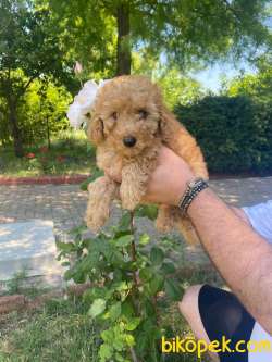 MÜTHİŞ KALİTE POODLE TOY YAVRULARIMIZZ 2
