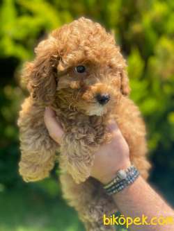 MÜTHİŞ KALİTE TOY POODLE 3
